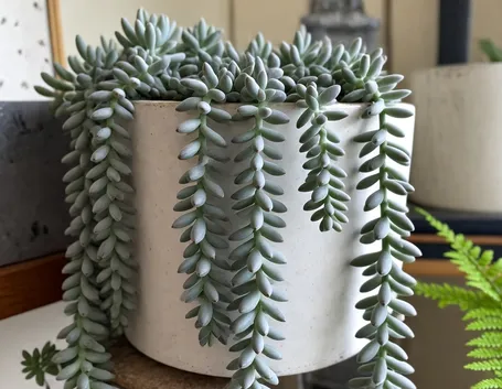 sedum morganianum