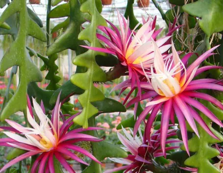 Selenicereus anthonyanus