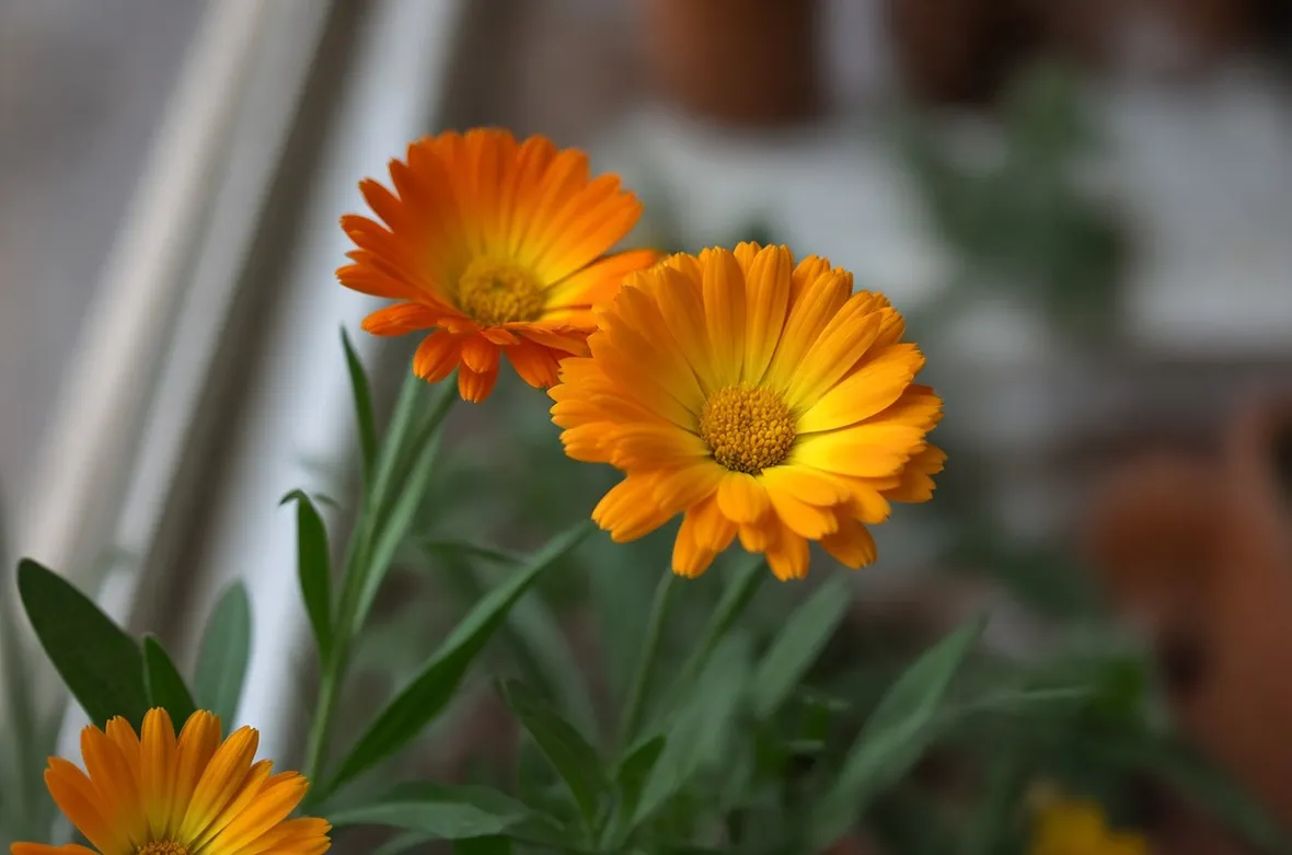 calendula