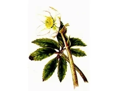 foto elleboro