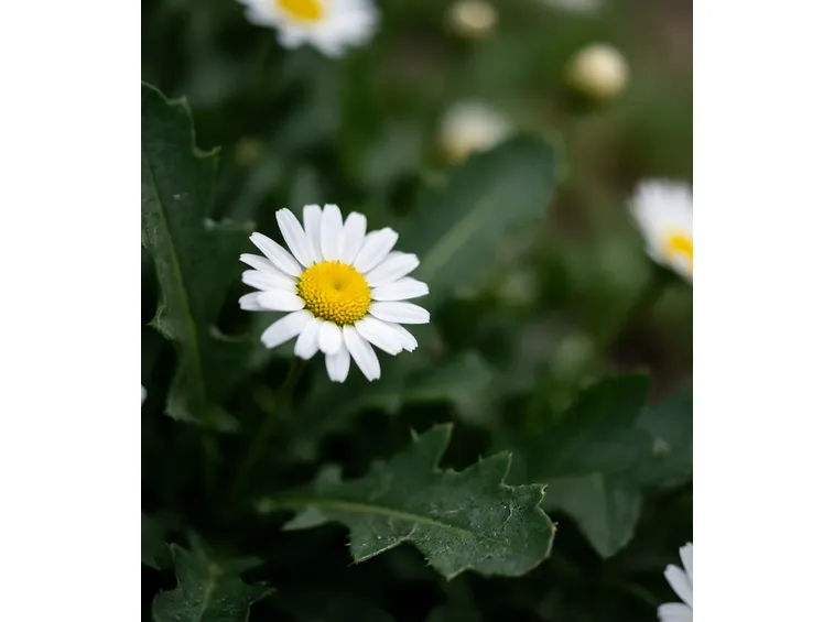 foto margherita