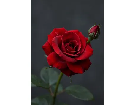 rosa noisettiana