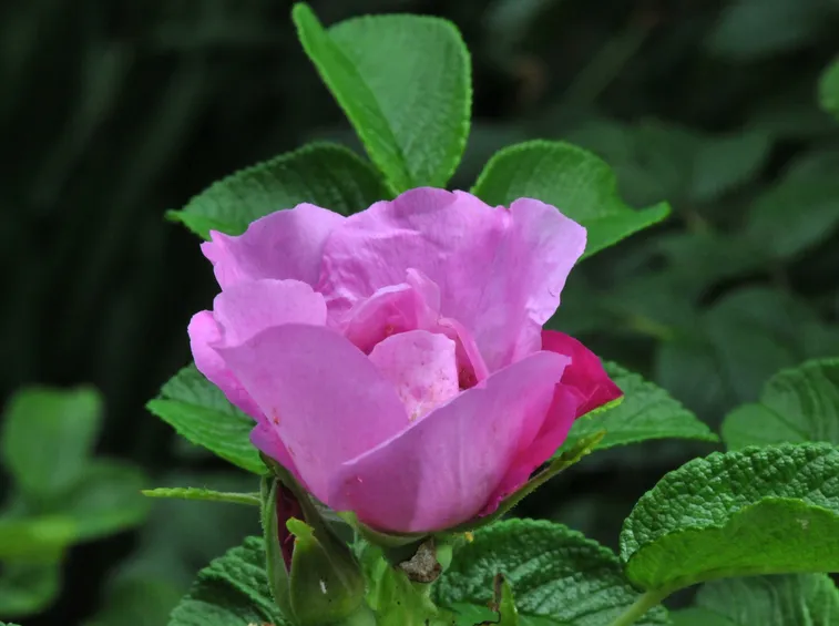 rosa foxy