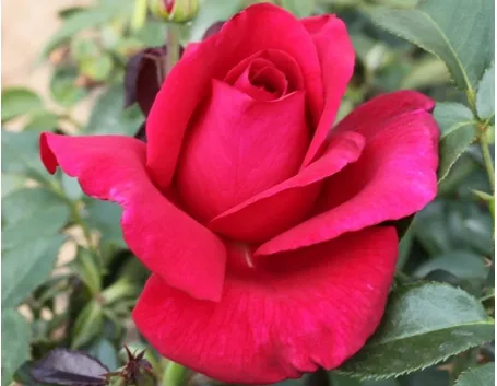 rosa commandant cousteau
