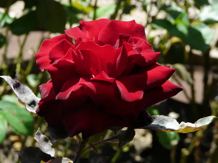 rosa Grand Chateau