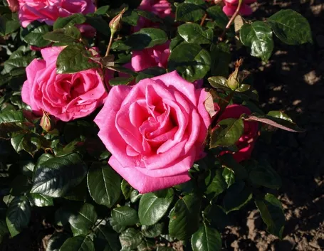rose lady like