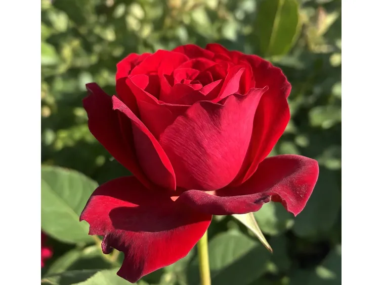 rosa manora