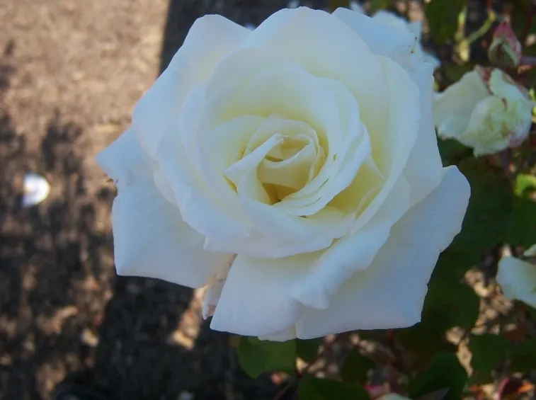 rose michele torr