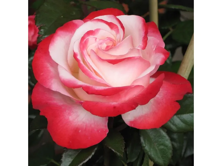 rosa nostalgie