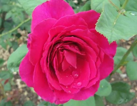rosa nuit d'orient