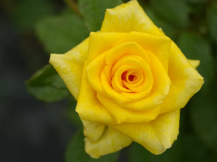 rosa summer gold