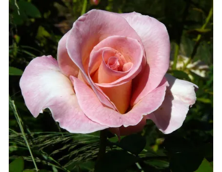 rosa summer lady