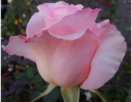 rosa violina