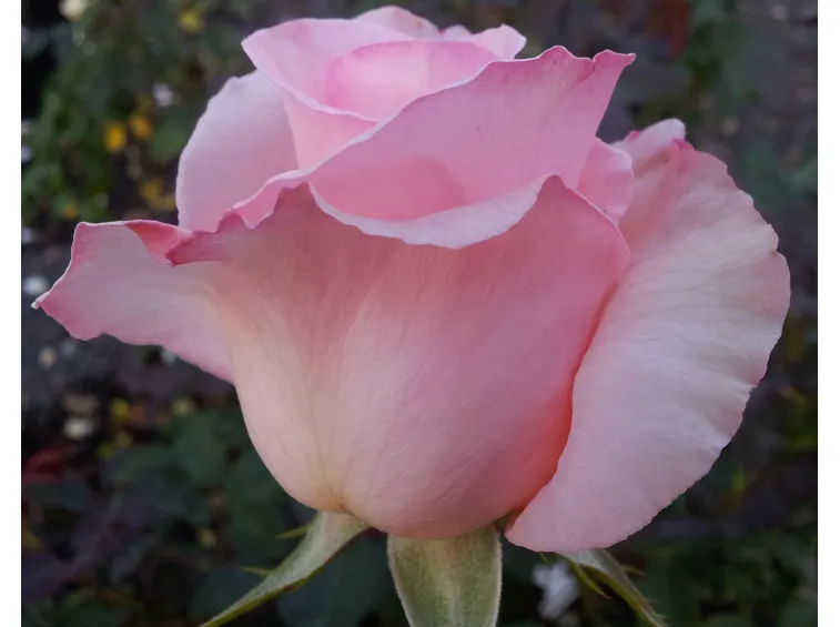 rosa violina