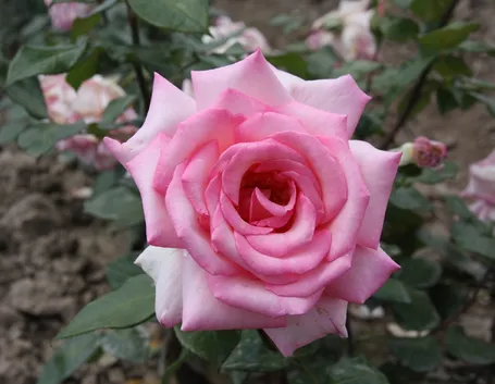 rosa wimi