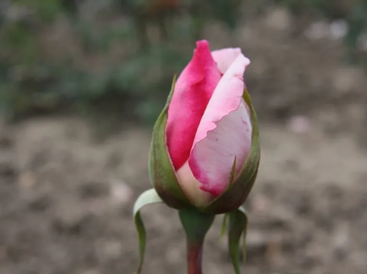 bocciolo rosa wimi