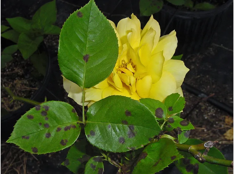 malattia rosa