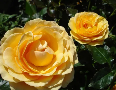 rosa polianta