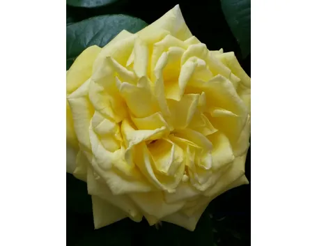 bijou d'or