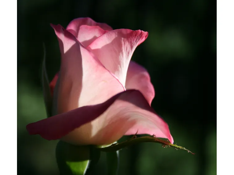 rosa eclipse