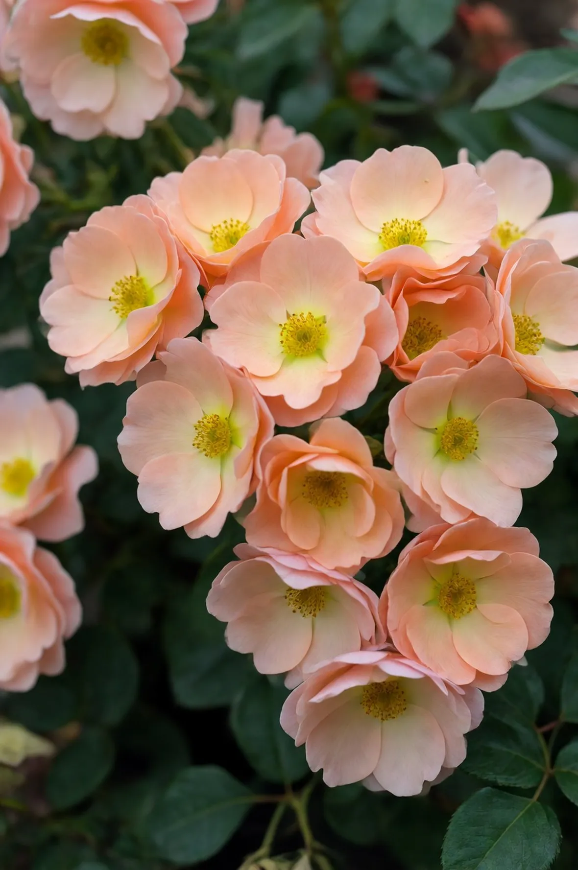 rosa polianta