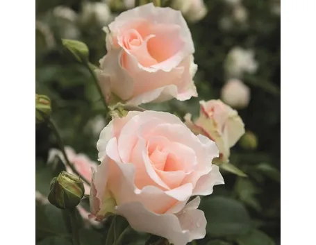 rosa rokoko