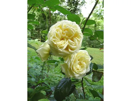 rosa elfe