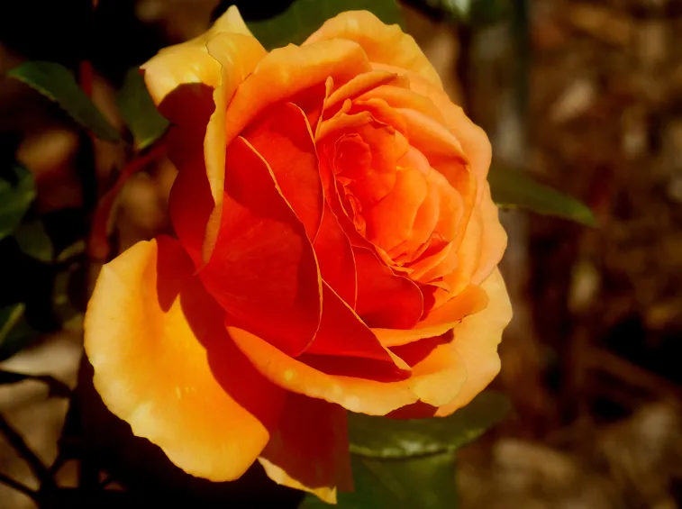 rosa rouge et or