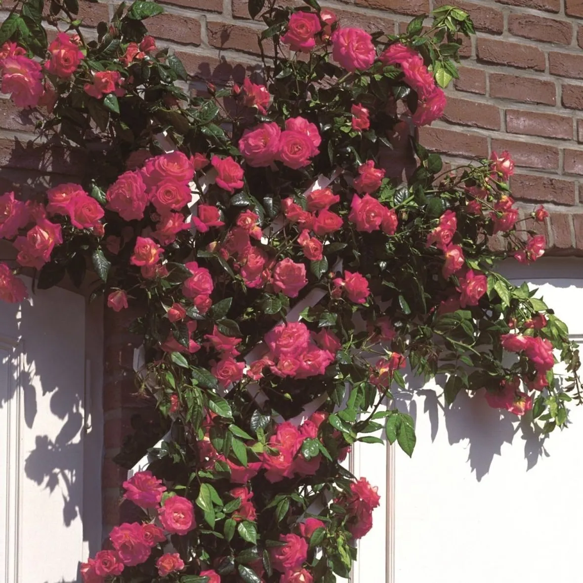 rose shogum