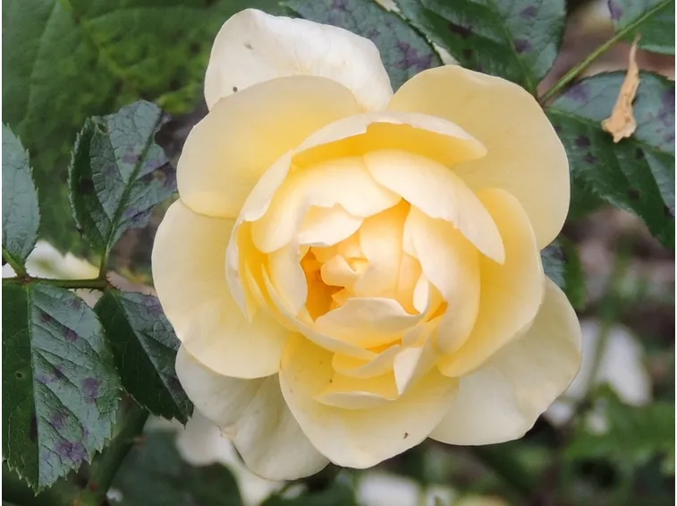 rosa canicule
