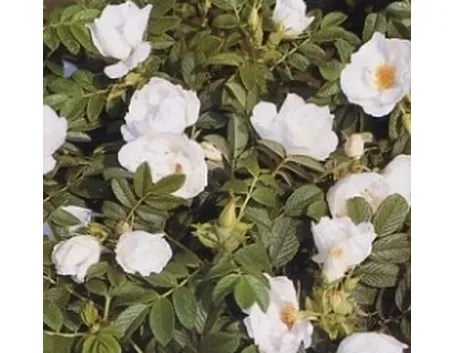 rosa gufo della neve