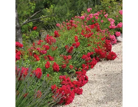 rosa ile de france