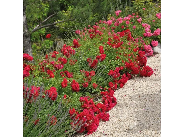 rosa ile de france