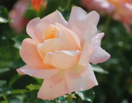 rosa isabelle autissier