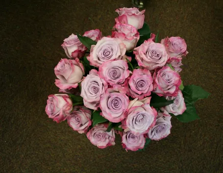 rosa purple haze