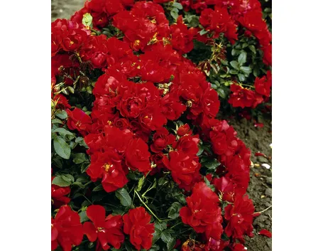 rosa red mirato