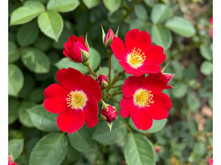 red mirato
