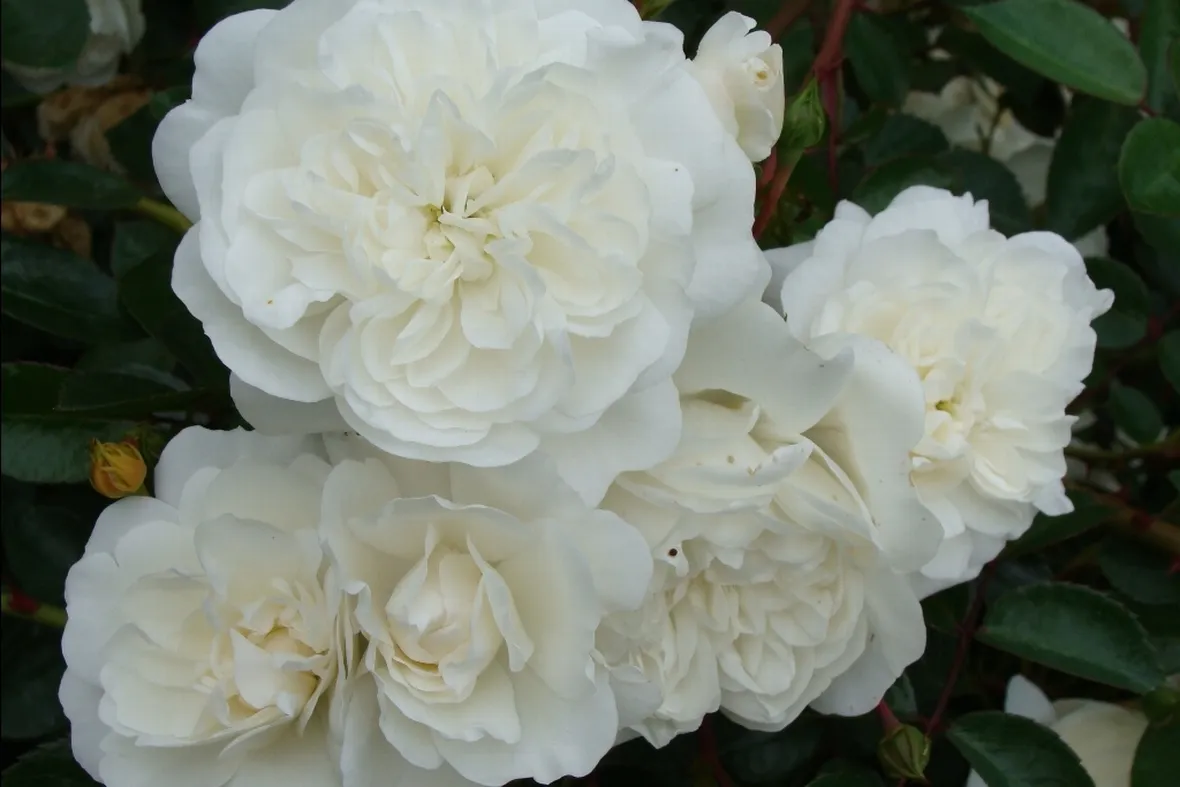 rosa snowballet