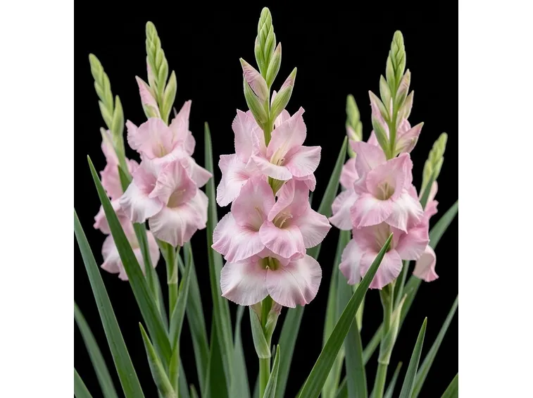 Gladioli