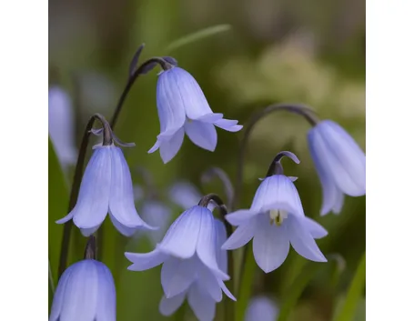 Scilla