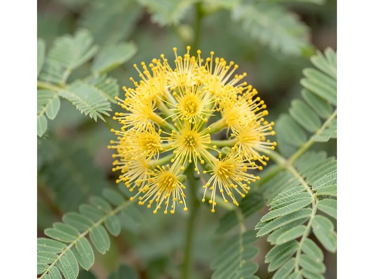 Mimosa