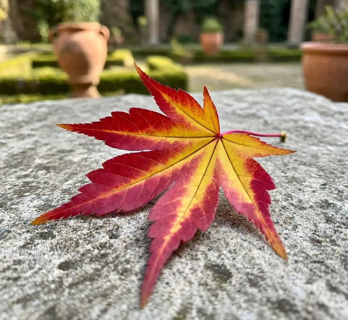 Aceri in autunno