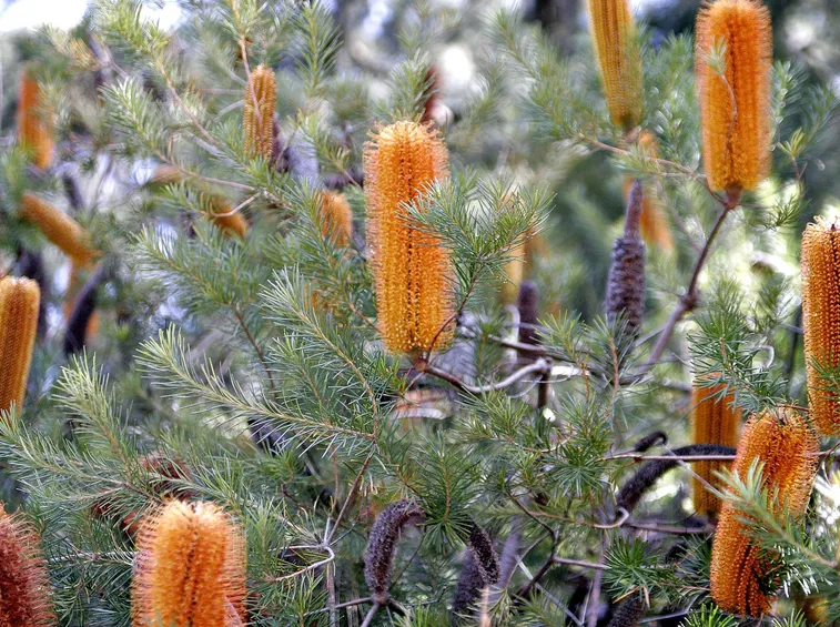 banksia