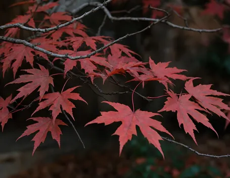 acer grandidentatum