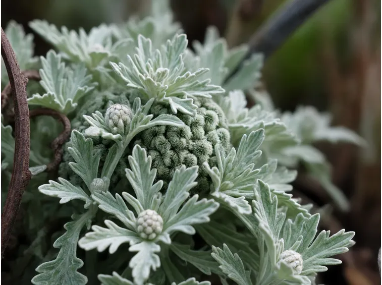 artemisia arborescens