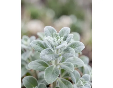 Ballota pseudodictamnus