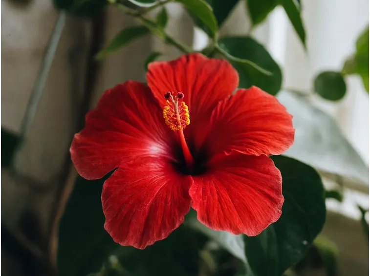 ibisco syriacus