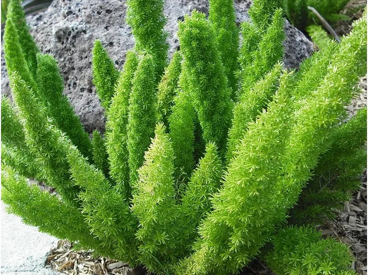 asparagus sprengerii