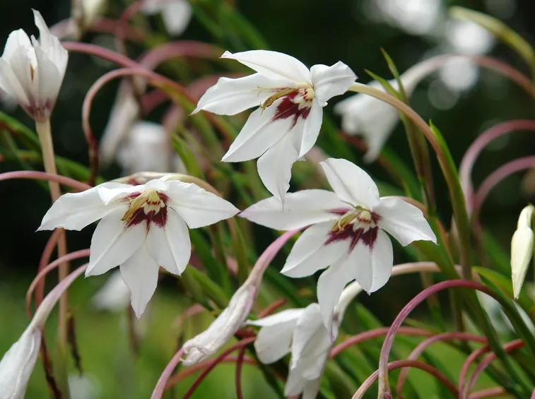 acidanthera bicolor