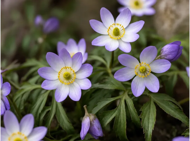 anemone blanda